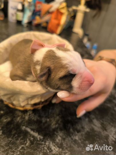 Щенки в добрые руки бесплатно