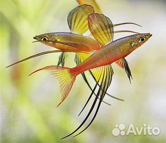 Радужница карликовая Ириатерина Вернера