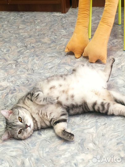 Отдам кота в добрые руки