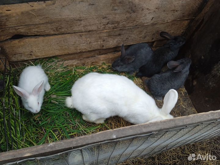 Крольчата