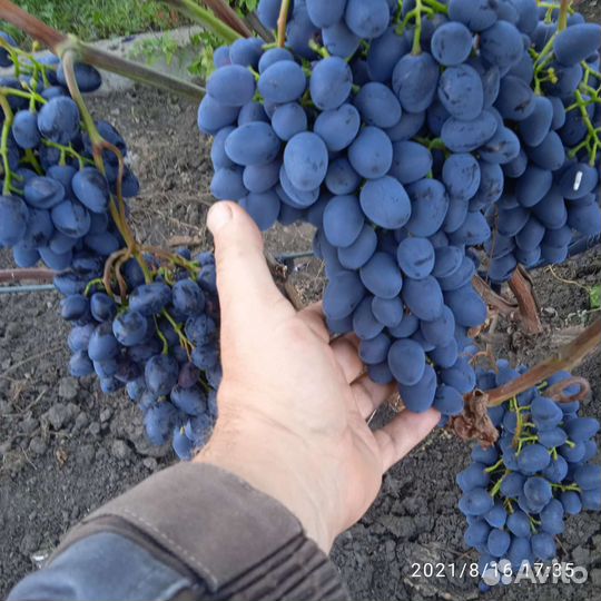 Саженцы винограда зкс