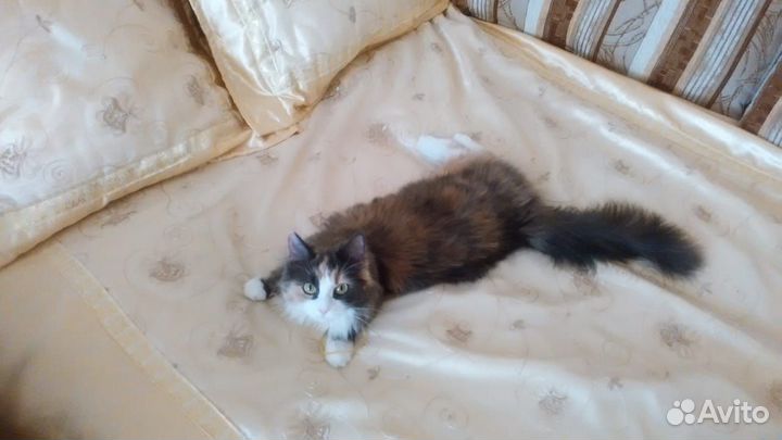Кошка на вязку