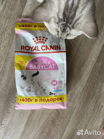 Сухой корм для котят Royal Canin Babycat 800 гр