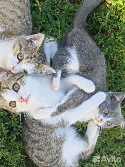 Отдам котят в добрые руки