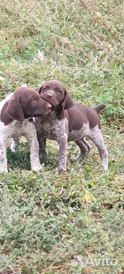 Щенки курцхаара