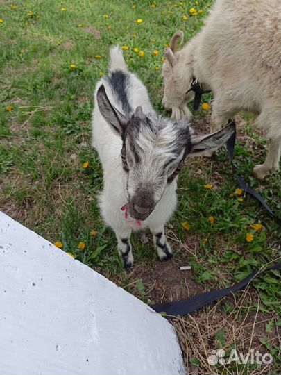 Козлета мальчики