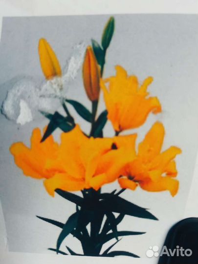 Лилии голландские 1.2-2 метра