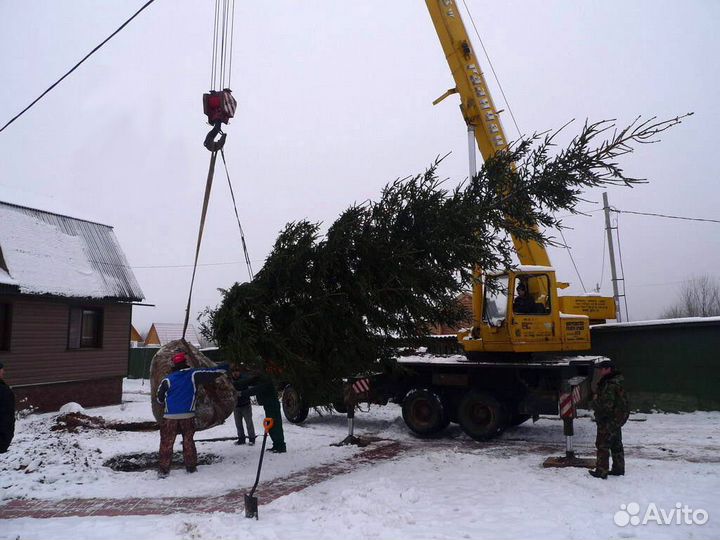 Саженцы крупномеры Пль, Сосна, Кедр