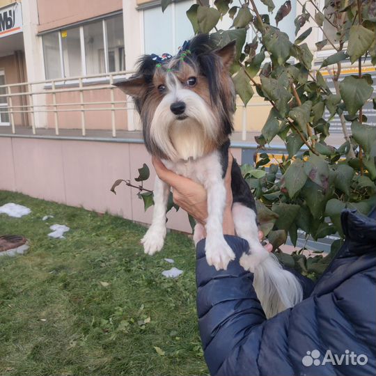 Бивер кобели для вязки