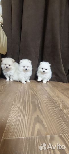 Шпиц померанский щенки