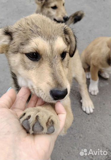 Щенок в добрые руки