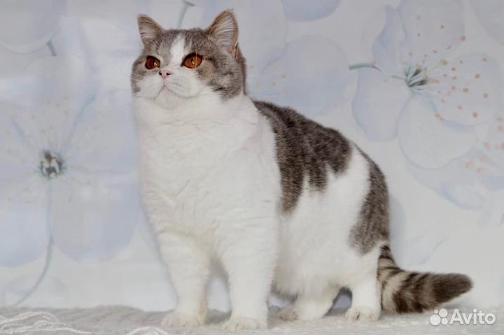 Британская кошечка