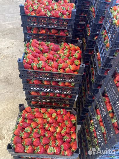 Клубника сорт Азия