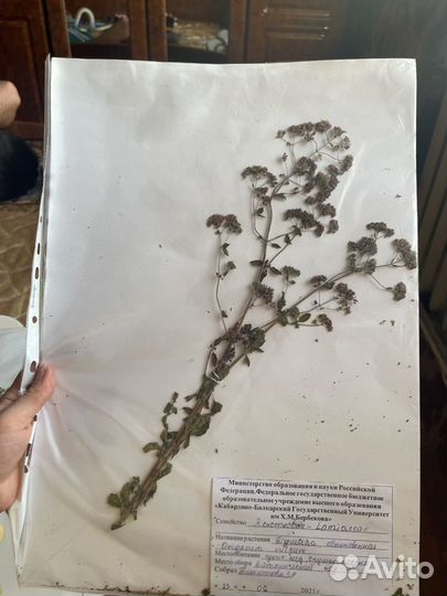 Гербарий