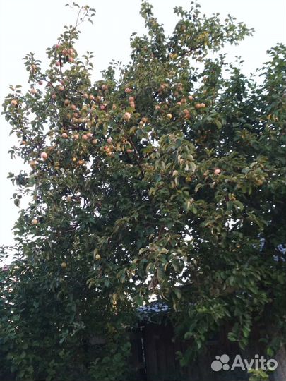 Яблоки домашние