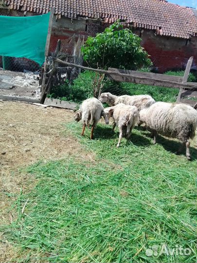 Овцы и бараны
