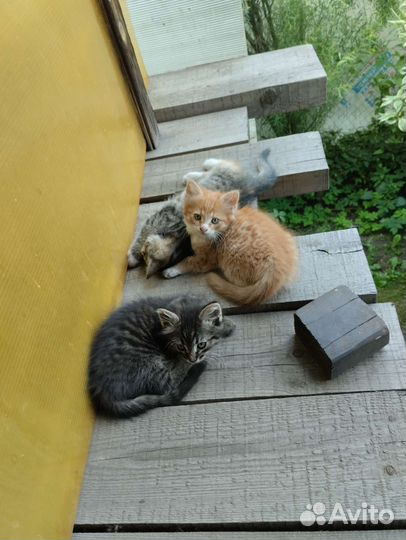 Отдам в добрые руки