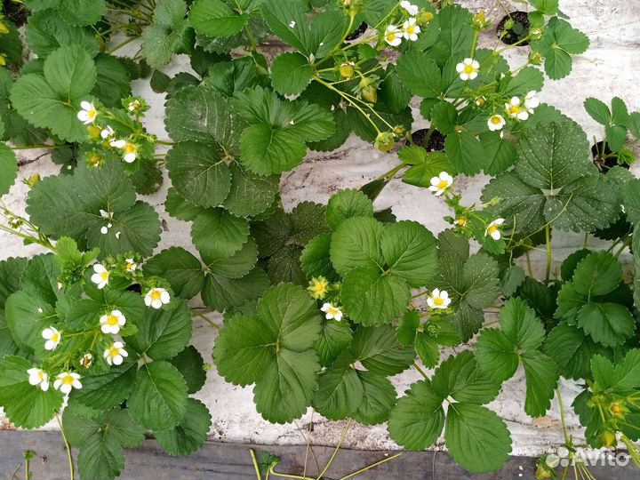 Рассада клубники