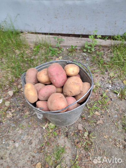 Продукты питания