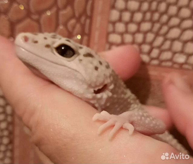 Самочка эублефара