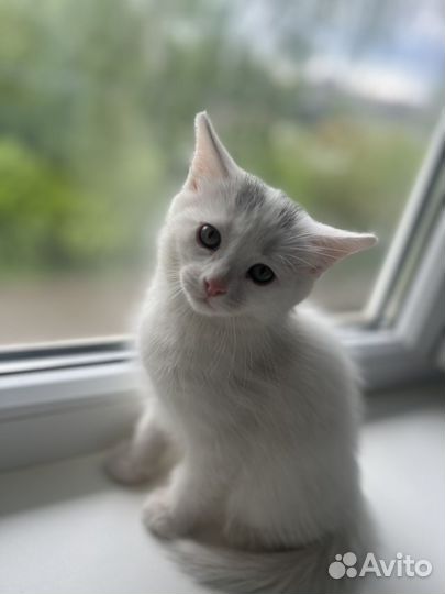 Котенок в добрые руки