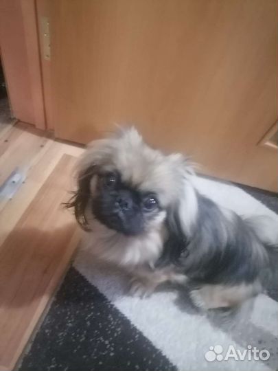 Вязка пекинес