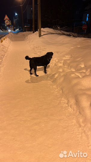 Лабрадор ретривер