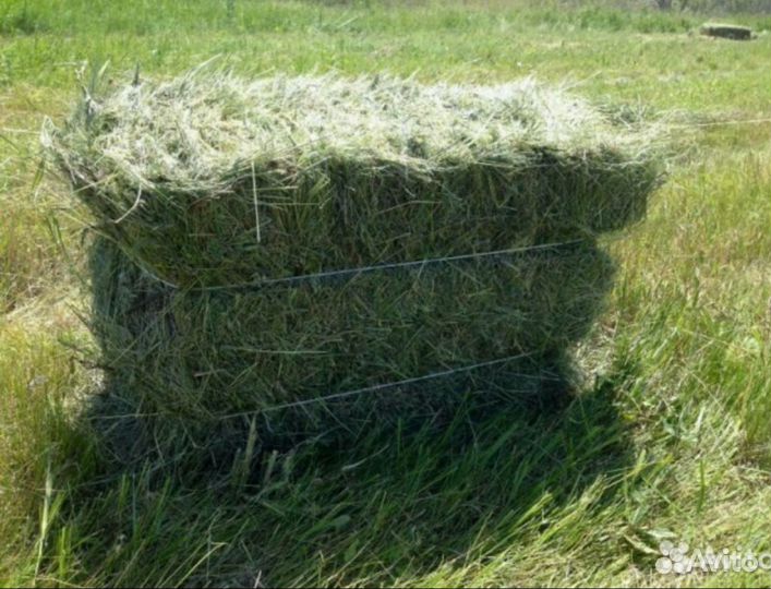 Сено в тюках,кипах