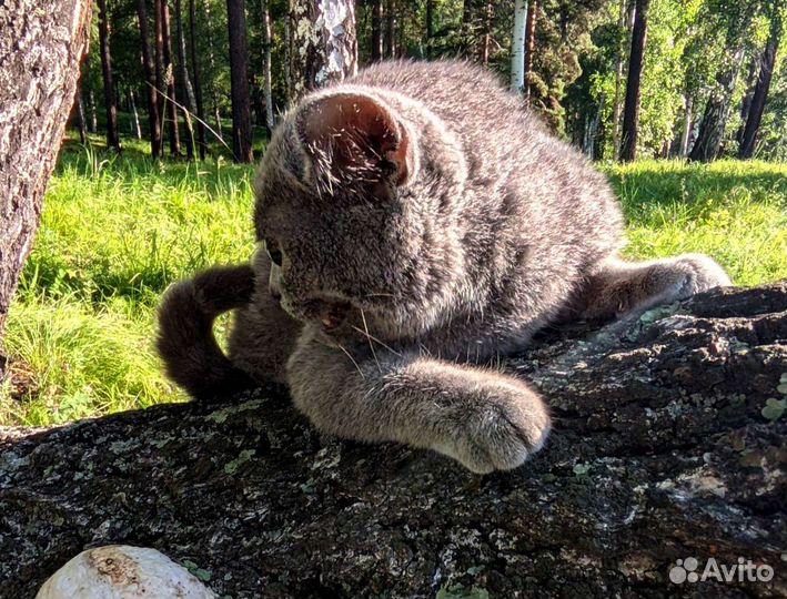 Шотландский котик