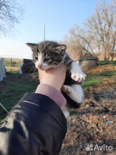 Бесплатные котята