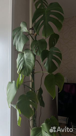 Монстера 1,60м