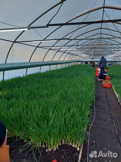 Теплица в аренду