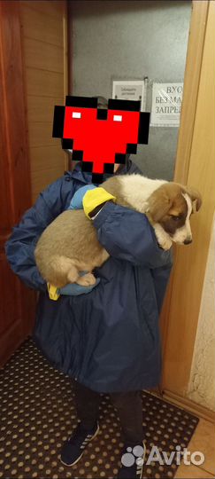 Щенок 3 месяца