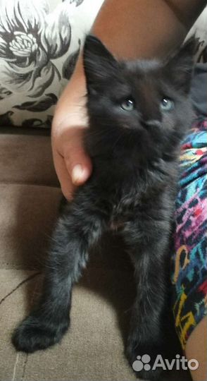 Котята мейн-кун