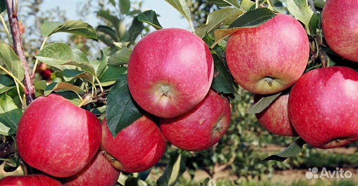 Яблоня Апорт Алма-Атинский Саженцы
