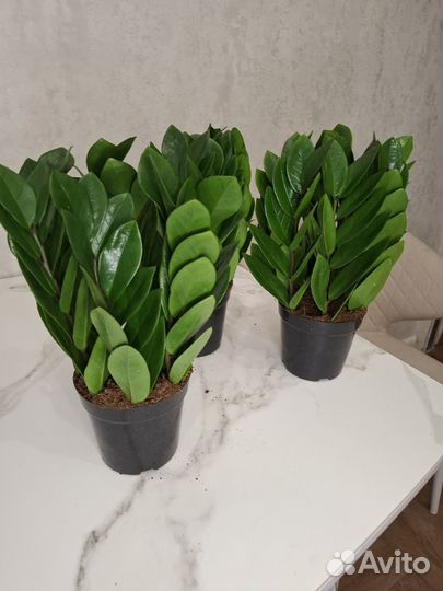 Замиокулькас