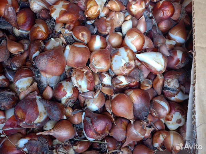 Луковицы тюльпанов