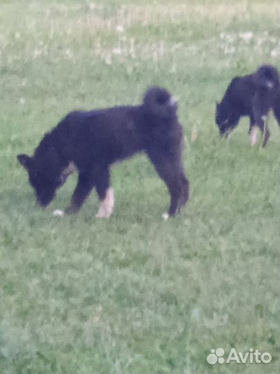 Щенки лайки