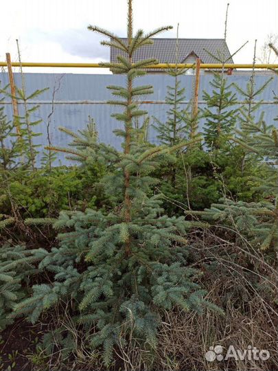 Ель голубая