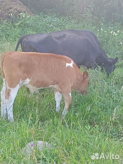 Продам 1 корову и нетель