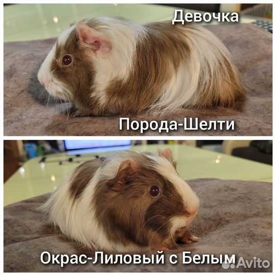Морские свинки