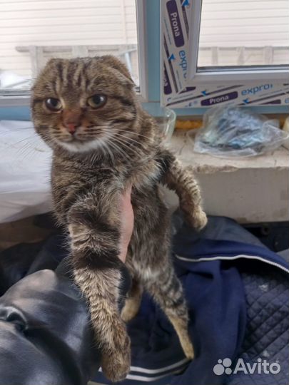 Котенок в добрые руки