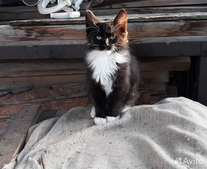 Котята бесплатно