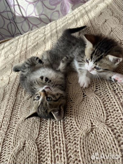 Кошечки 1.5месяца
