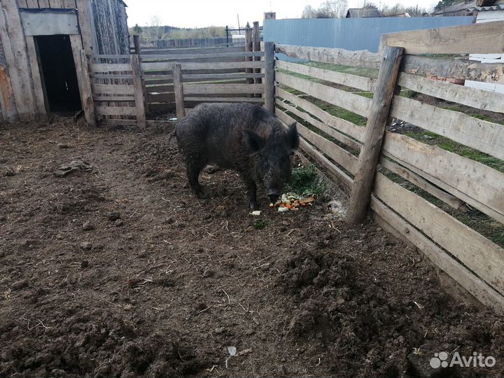 Дикий кабан