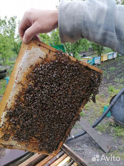 Пчелопакет или рамки с расплодом