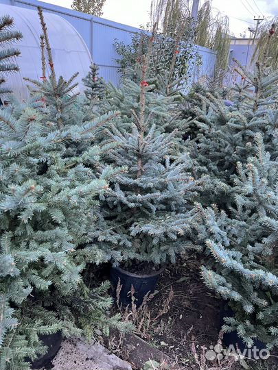 Голубые ели