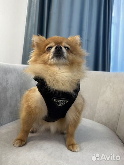 Шлейка для собак Prada XS S M L XL