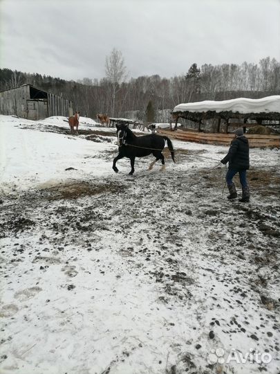 Жеребец орловской