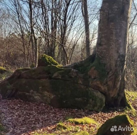 Кудепстенское Лесничество